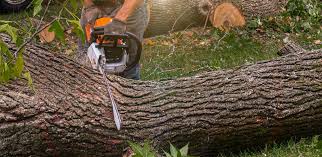 Best Tree Removal  in Glasgow, MO