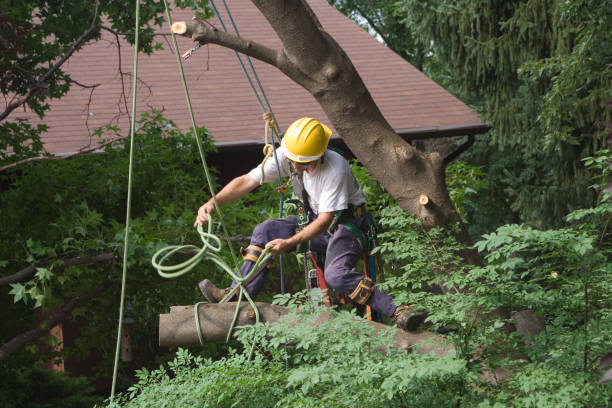 Best Emergency Tree Removal  in Glasgow, MO