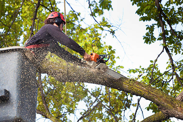 Best Tree Risk Assessment  in Glasgow, MO