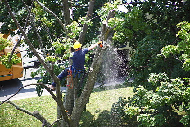 Best Hedge Trimming  in Glasgow, MO